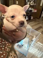 Snoopy, Jr. , a male Chihuahua for sale in Wesson, MS – Photo 1 of 4