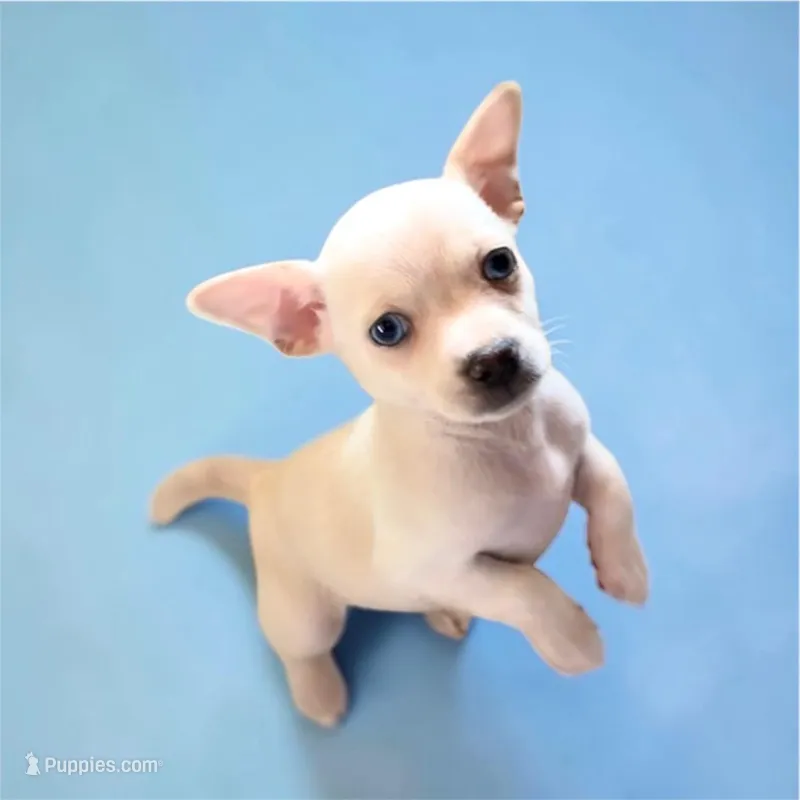 Snoopy, Jr.  – Chihuahua puppy for sale in Wesson, MS
