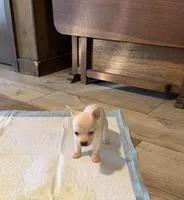 Snoopy, Jr. , a male Chihuahua for sale in Wesson, MS – Photo 2 of 4