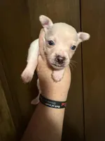 Snoopy, Jr. , a male Chihuahua for sale in Wesson, MS – Photo 3 of 4