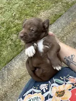 Buddy’s 4, a female Catahoula Leopard Dog for sale in Wesson, MS – Photo 3 of 3