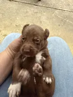 Buddy’s 4, a female Catahoula Leopard Dog for sale in Wesson, MS – Photo 2 of 3