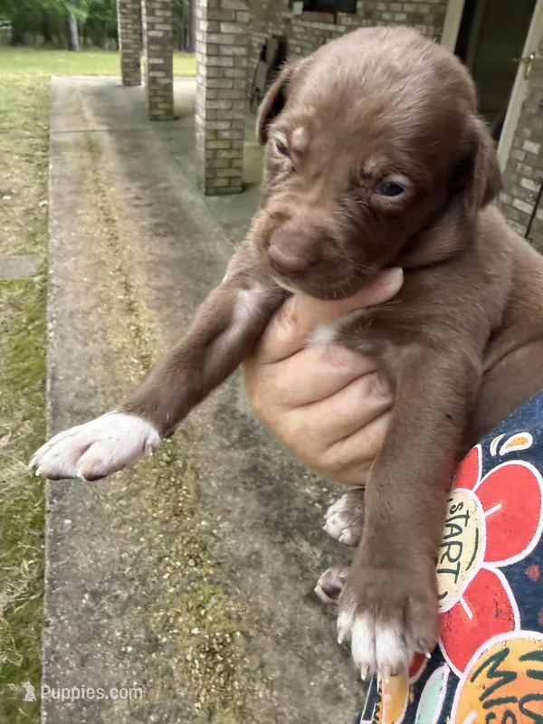 Buddy’s 4 – Catahoula Leopard Dog puppy for sale in Wesson, MS