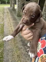 Buddy’s 4, a female Catahoula Leopard Dog for sale in Wesson, MS – Photo 1 of 3