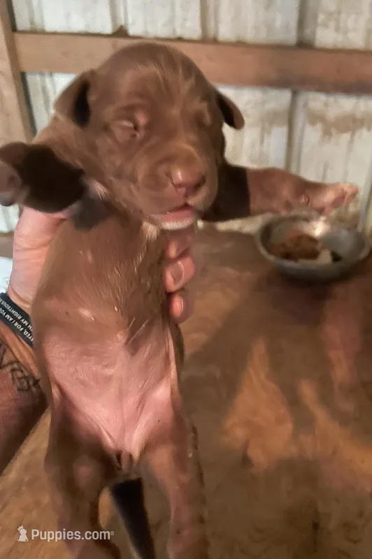 Buddy’s 4 – Australian Cattle Dog, Catahoula Leopard Dog puppy for sale in Wesson, MS