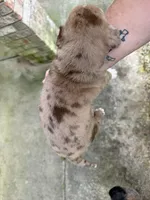 Buddy’s 1, a male Catahoula Leopard Dog for sale in Wesson, MS – Photo 3 of 3