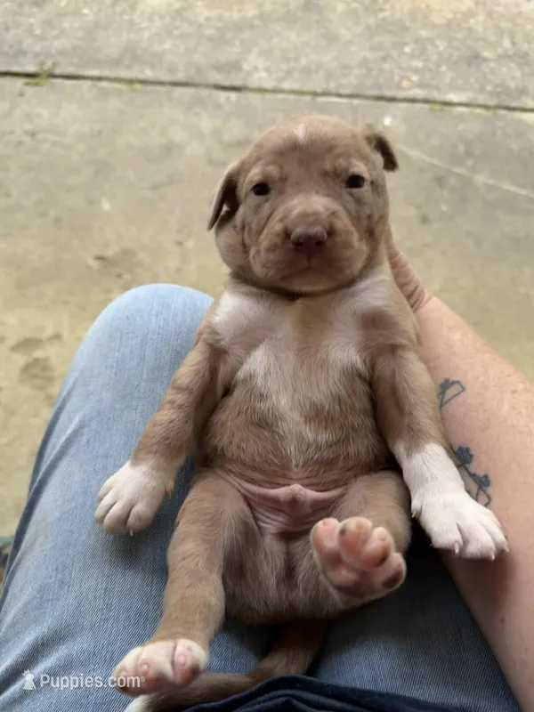 Buddy’s 1 – Catahoula Leopard Dog puppy for sale in Wesson, MS
