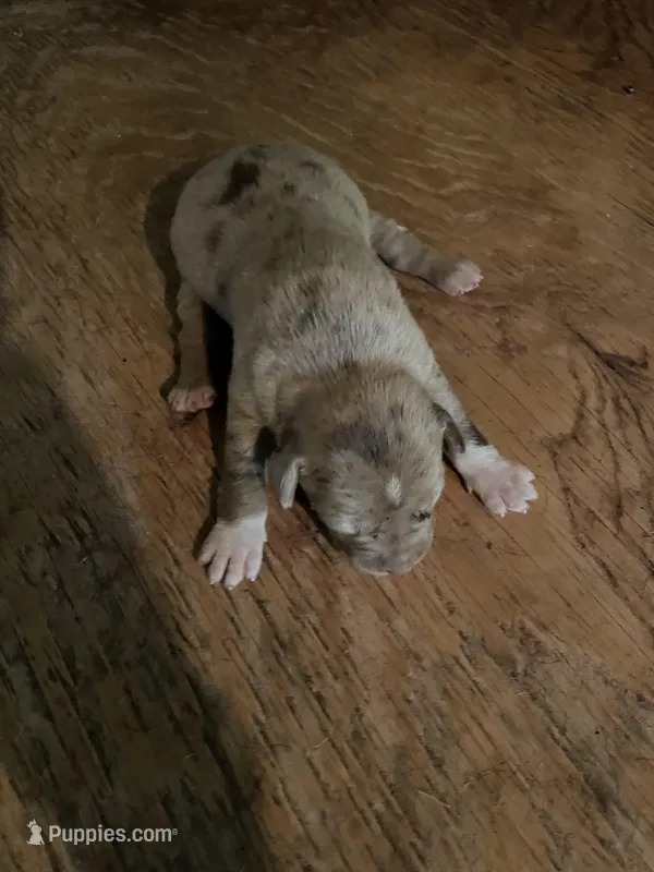 Buddy’s 1 – Australian Cattle Dog, Catahoula Leopard Dog puppy for sale in Wesson, MS
