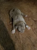 Buddy’s 1, a male Australian Cattle Dog and Catahoula Leopard Dog for sale in Wesson, MS – Photo 1 of 2