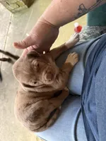 Buddy’s 1, a male Catahoula Leopard Dog for sale in Wesson, MS – Photo 2 of 3