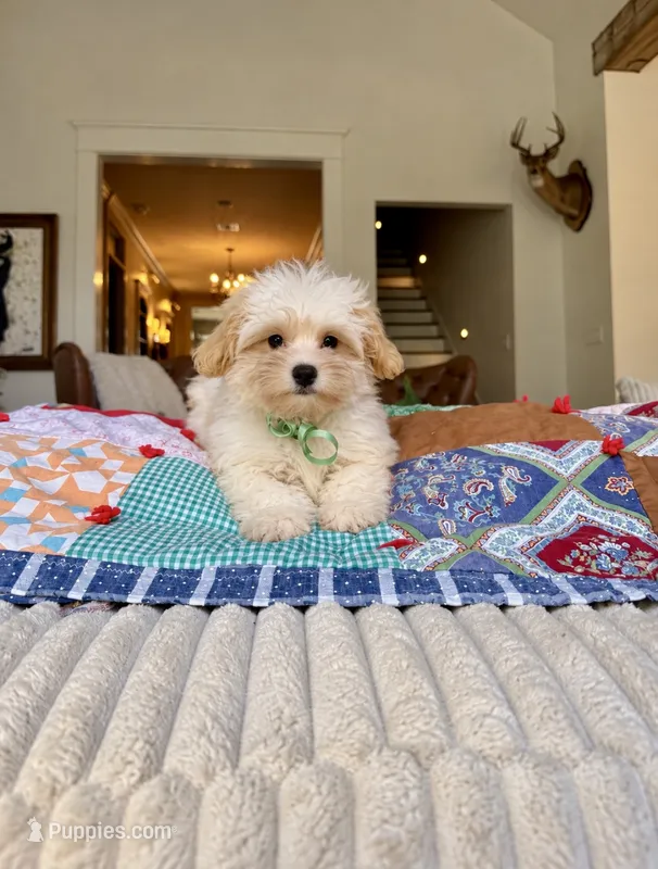 Waylon – Maltipoo puppy for sale in Effie, LA