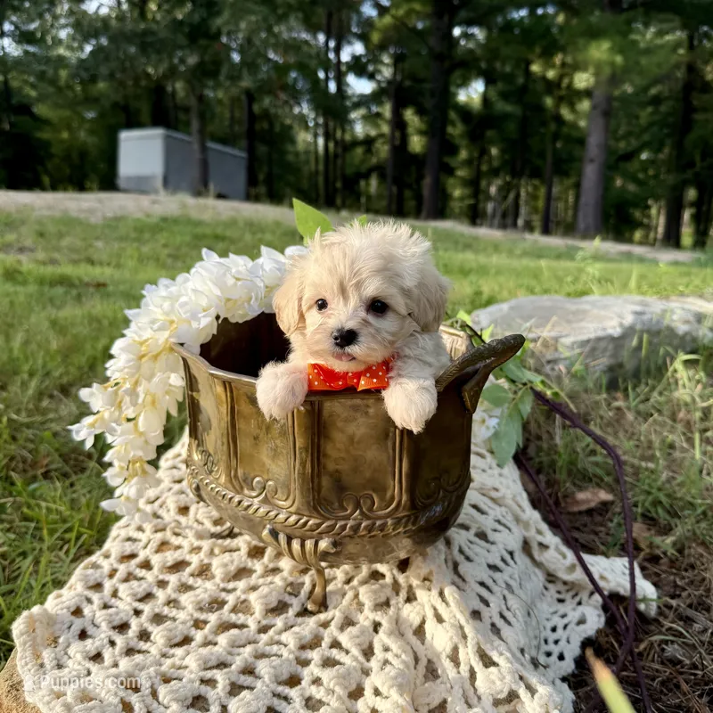 Rabbit – Maltipoo puppy for sale in Effie, LA