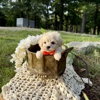 Rabbit, a male Maltipoo for sale in Effie, LA – 1 of 6