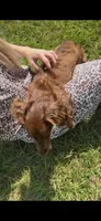 Bubba, a male Miniature Dachshund for sale in Effie, LA – 3 of 3
