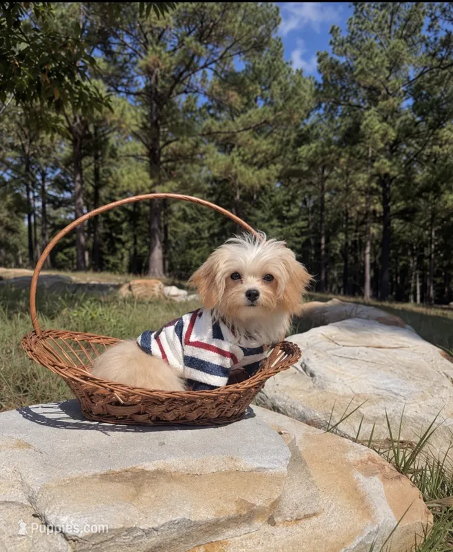 Winston  – Maltipoo puppy for sale in Effie, LA