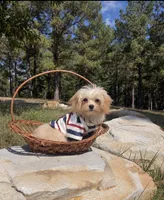 Winston , a male Maltipoo for sale in Effie, LA – 1 of 3