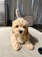 Butterscotch , a male Maltipoo for sale in Effie, LA – 5 of 5