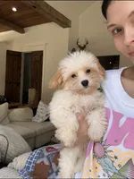 Waylon, a male Maltipoo for sale in Effie, LA – 3 of 5
