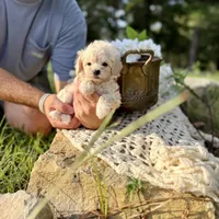 Rabbit, a male Maltipoo for sale in Effie, LA – 2 of 6