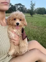 Mr bean , a male Maltipoo for sale in Effie, LA – 1 of 1