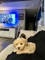 Butterscotch , a male Maltipoo for sale in Effie, LA – 4 of 5