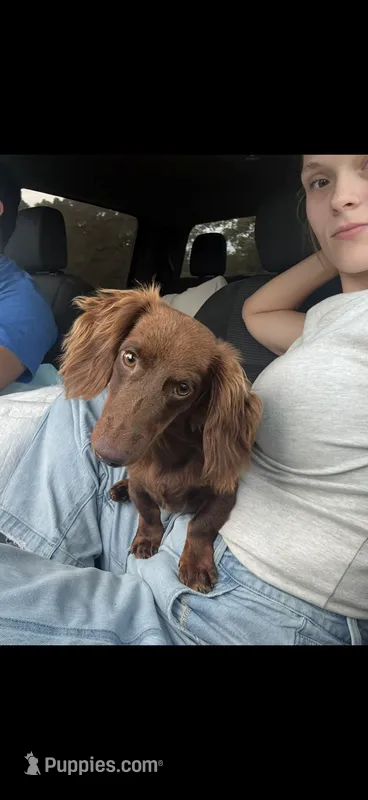 Bubba – Miniature Dachshund puppy for sale in Effie, LA