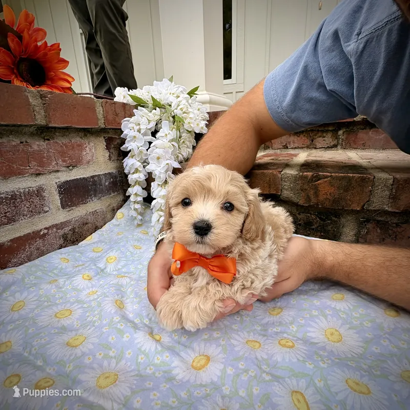 Butterscotch  – Maltipoo puppy for sale in Effie, LA