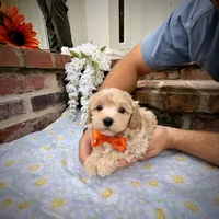 Butterscotch , a male Maltipoo for sale in Effie, LA – 1 of 2