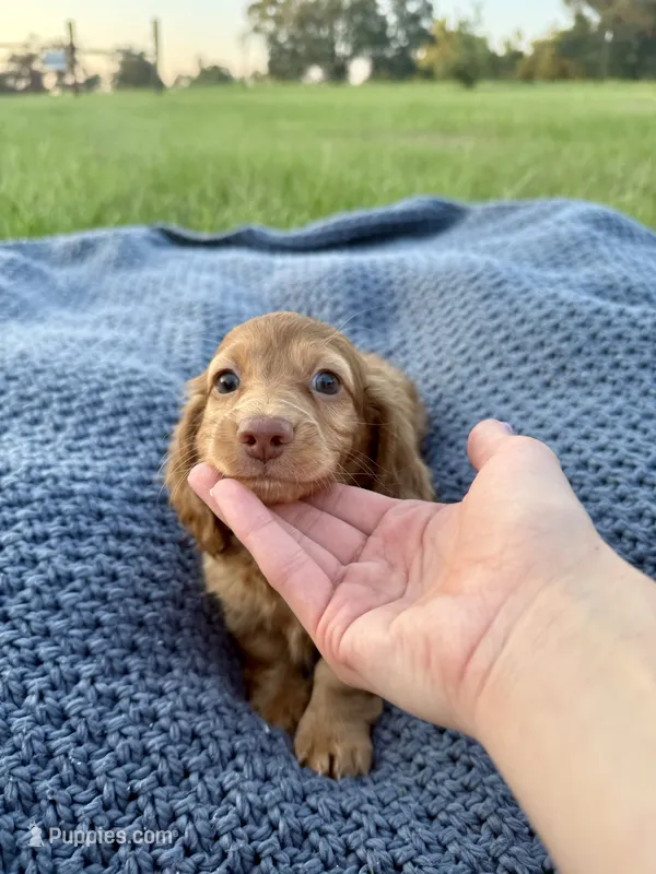 Leo  – Miniature Dachshund puppy for sale in Effie, LA