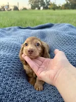 Leo , a male Miniature Dachshund for sale in Effie, LA – 1 of 3