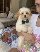 Waylon, a male Maltipoo for sale in Effie, LA – 4 of 5