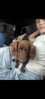 Bubba, a male Miniature Dachshund for sale in Effie, LA – 2 of 3