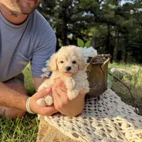 Rabbit, a male Maltipoo for sale in Effie, LA – 5 of 6