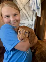 Leo , a male Miniature Dachshund for sale in Effie, LA – 2 of 3