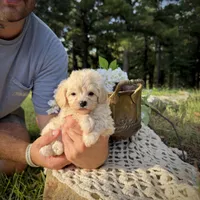 Rabbit, a male Maltipoo for sale in Effie, LA – 3 of 6