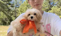 Winston , a male Maltipoo for sale in Effie, LA – 2 of 3