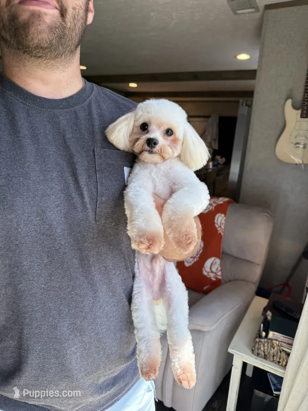 Mellow – Maltipoo puppy for sale in Effie, LA