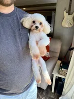 Mellow, a male Maltipoo for sale in Effie, LA – 3 of 3