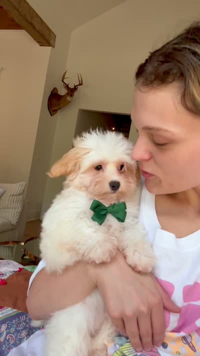 Waylon, a male Maltipoo for sale in Effie, LA – 5 of 5