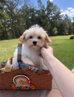 Waylon, a male Maltipoo for sale in Effie, LA – 2 of 5