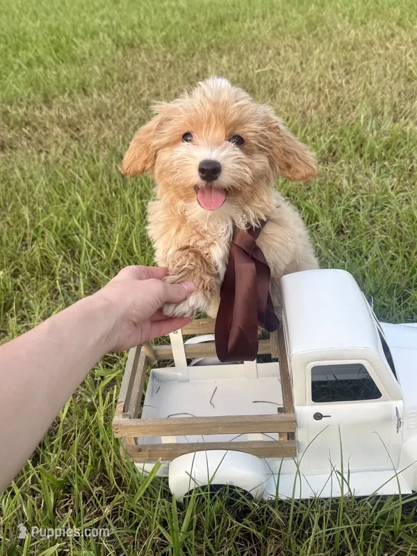 Willie  – Maltipoo puppy for sale in Effie, LA