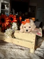 Rabbit, a male Maltipoo for sale in Effie, LA – 6 of 6