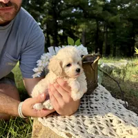 Rabbit, a male Maltipoo for sale in Effie, LA – 4 of 6