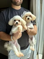 Mellow, a male Maltipoo for sale in Effie, LA – 2 of 3