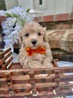 Butterscotch , a male Maltipoo for sale in Effie, LA – 2 of 2