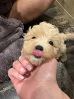 Butterscotch , a male Maltipoo for sale in Effie, LA – 3 of 5