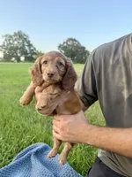 Leo , a male Miniature Dachshund for sale in Effie, LA – 3 of 3