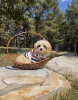 Winston , a male Maltipoo for sale in Effie, LA – 3 of 3