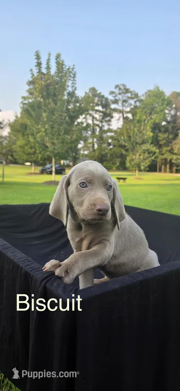 Biscuit – Weimaraner puppy on hold in Abbeville, SC