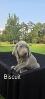 Biscuit, a male Weimaraner for sale in Abbeville, SC – 1 of 2
